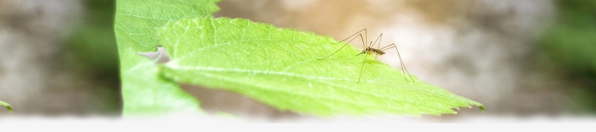 MosquitoReviews hero