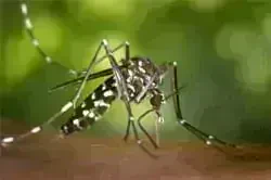 aedes albopictus on MosquitoReviews